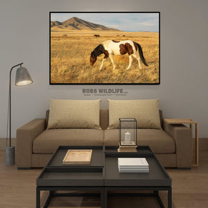 Brown and White Paint Horse Photography, Wild Horse Art by Rob's Wildlife