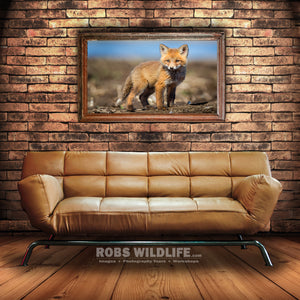 Baby Fox, Fox Kit, Fox Kitten by Rob's Wildlife
