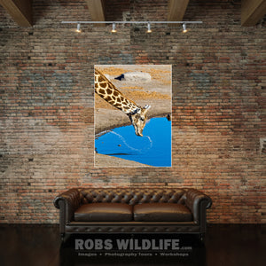 Giraffe wall art, giraffe fine art by Rob's Wildlife