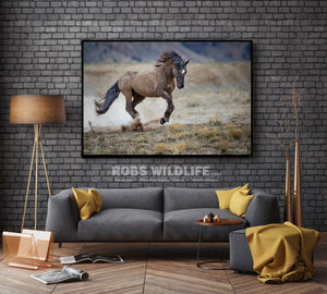Wild Horse Charging by Rob's Wildlife