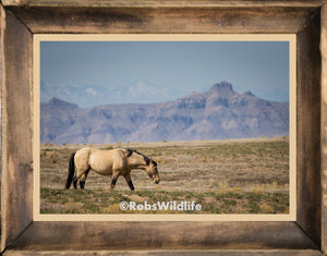 Buckskin Mustang, Buck skin wild horse art by Rob's Wildlife