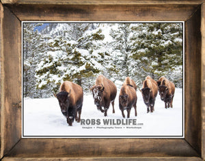 Framed Bison art, buffalo walking in a line, snow, winter, evergreen by Rob's Wildlife