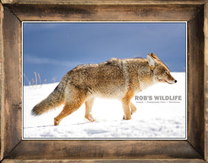 Coyote in snow, coyote in nature by Rob's Wildlife