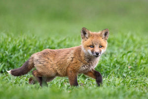 Baby Fox, Fox kitten, fox in natural environment, animals in nature by Rob's Wildlife