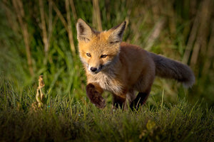 Baby Fox, Fox Kitten, Baby Kitten, Fox in nature, woodland animals by Rob's Wildlife