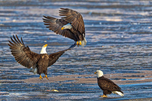 3 american bald eagles, bald eagles in nature blue background