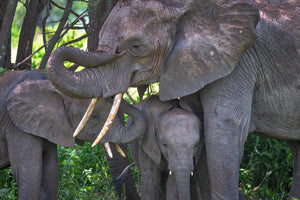 African Elephant 021816-3819.jpg