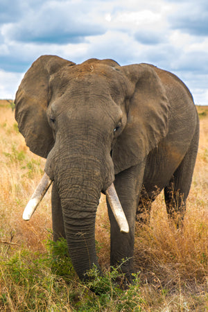 Portrait Africa Elephant by Rob's Wildlife / Rob Daugherty