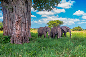 Herd of elephants under Baobab Tree in Tanzania