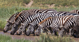 Line of Zebra drinking from watering hole