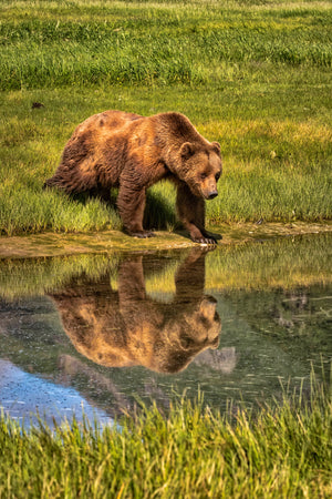 Big Alaska Bear looking into water by Rob's Wildlife