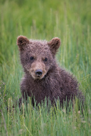 Alaska Brown Bear Cub by Rob's Wildlife
