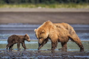 Alaska Brown Bear teaching cub to clam by Rob's Wildlife