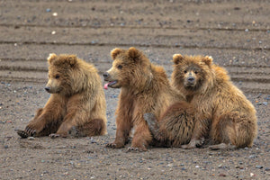 Grizzly Bear Triplets by Rob's Wildlife