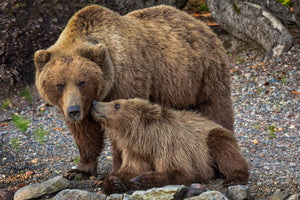Mama and Baby Bear Fine - baby bear kisses