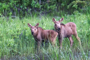 Twin moose calves in grass field by Rob's Wildlife