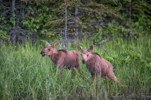 2 moose calves, baby moose art by Rob's Wildlife