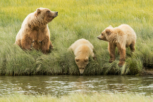 Alaska bear with twin bear cubs