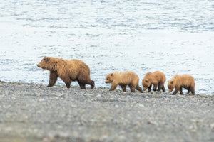 Mama Bear with bear triplets on beach by Rob's Wildlife