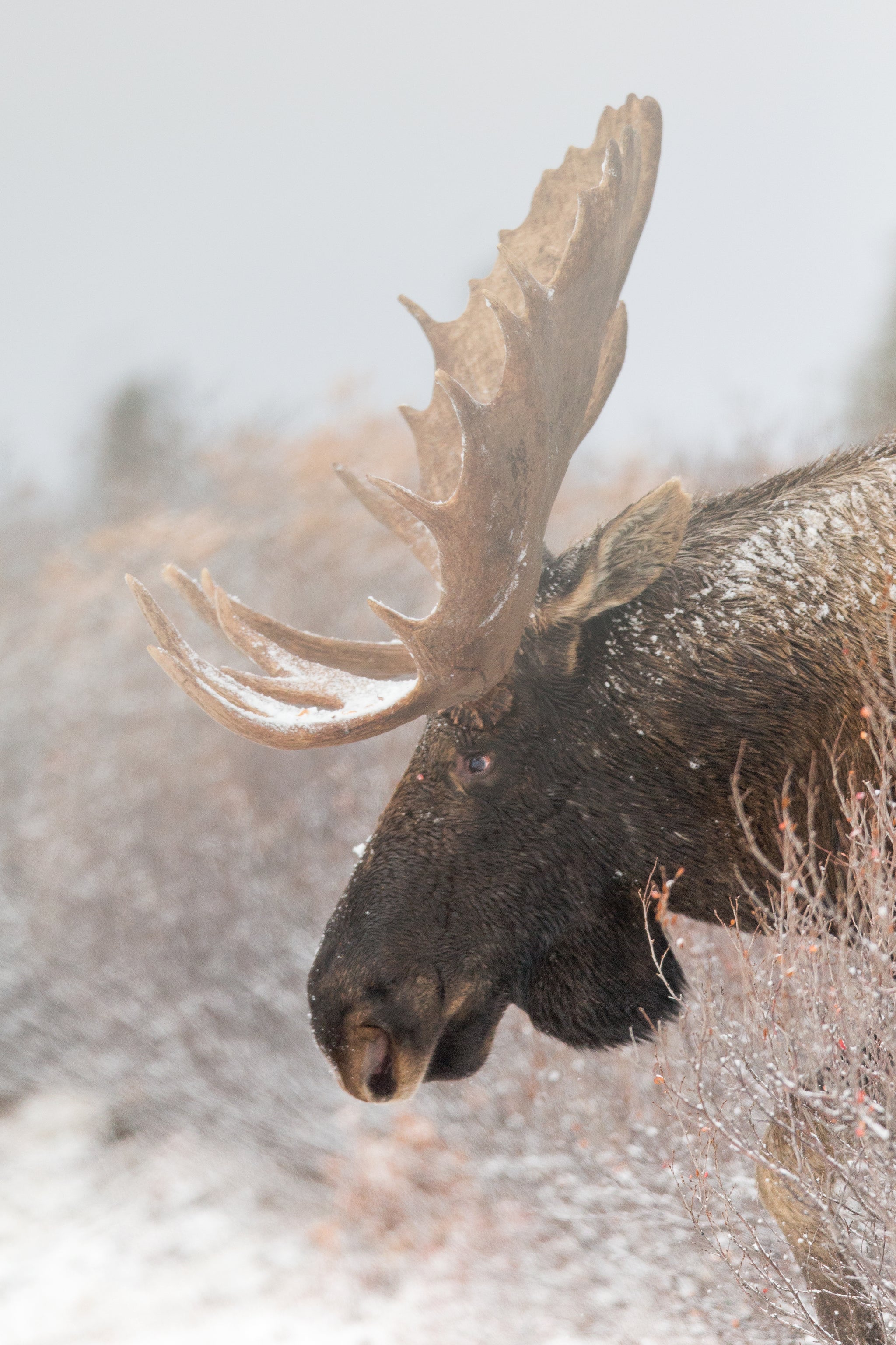 moose profile