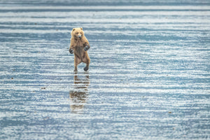 Grizzly Bear walking on water, Alaska brown bear art