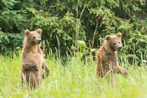 Standing Grizzly Bear Cubs, Wildlife Photography, Twin Bear Cubs by Rob's Wildlife