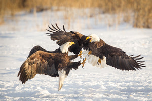 Two American Bald Eagles fighting, bird fight, wildlife photography by Rob's Wildlife