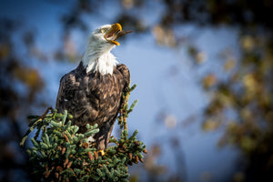 Bald Eagle eating fish, Bald Eagle in tree