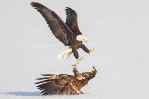 Bald Eagle, Juvenile Bald Eagle, Wildlife Photography by Rob's Wildlife