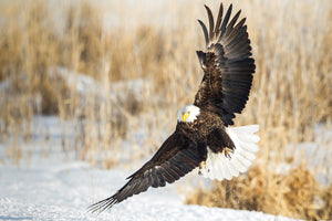 American Bald Eagle over frozen marshland by Robs Wildlife