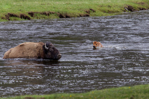 Baby Buffalo swimming in river by Rob's Wildlife