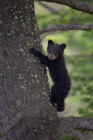 Baby Black Bear Cub in tree by Rob's Wildlife