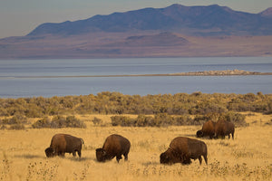 4 buffalo grazing in meadow in front of mountains, Rob's Wildlife