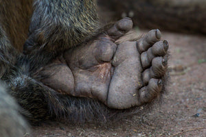 A baboon foot closeup, wildlife photography by Rob's Wildlife
