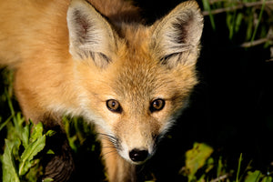 Cute baby fox closeup, fox photography print by Rob's Wildlife