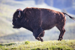 Bison Profile, Buffalo full body profile, wildlife photography by Rob Daugherty