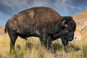 Bison, American Buffalo, Buffalo Side Profile, Bison Fine Art by Rob's Wildlife