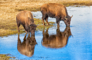 Drinking Bison, Reflection Buffalo Art, Buffalo Photography Print, Rob's Wildlife