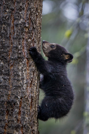 Baby Black Bear Cub climbing tree by Rob's Wildlife