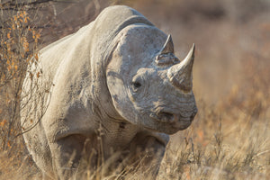 Black Rhino, Earless Animal, Rob's Wildlife