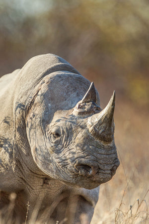 Black Rhino, Earless Animal, Wildlife Photography by Rob's Wildlife