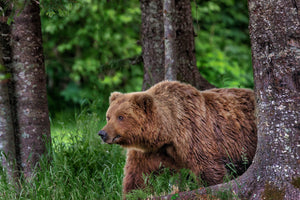 Grizzly Bear Profile, Brown Bear by Tree by Rob's Wildlife