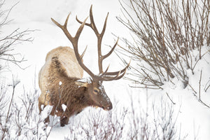 Elk Antlers, Elk in Snow, Elk Photography Art