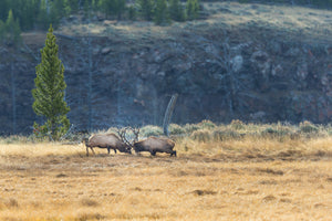Two rutting elk, elk rut season, landscape art