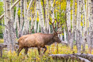 Elk in the Aspen Trees - Elk during fall colors art