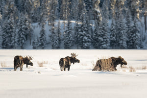 3 moose in snow, moose photography art by Rob's Wildlife