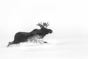 Moose running through snow - Moose photography art