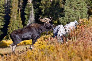 Bull Moose Photography Print - Moose side profile