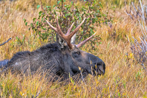 Juvenile Bull Moose in grass by Rob's Wildlife