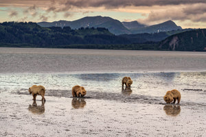 4 coastal brown bears, bears clamming in Alaska, Rob's Wildlife